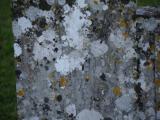 image of grave number 971646
